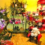 Flores e Presentes