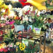 Flores e Presentes