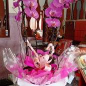 Orquídea em Avaré
