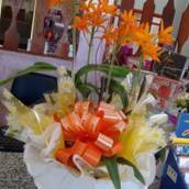 Orquídea Laranja em Avaré