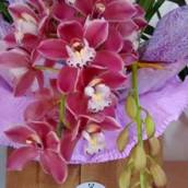 Orquídea de inverno em Avaré