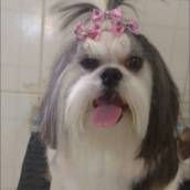 Banho e Tosa