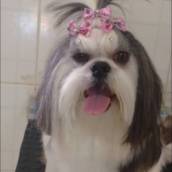 Banho e Tosa