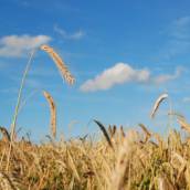 Serviços específicos para Agricultura