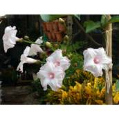 Ipomeia Rosa - Trepadeira