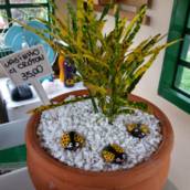 Vasinho com Croton