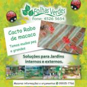 Cacto rabo de macaco