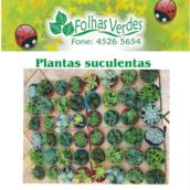 Plantas suculentas e mini cactos 