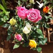 Rosas e Mini Rosas