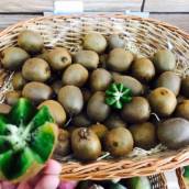 Kiwi