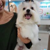 Banho e Tosa
