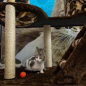 Brinquedos de Gatos