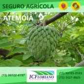 Seguro de Atemóia