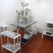 Veterinário em Avaré