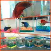 Aquário de peixe Beta em Avaré