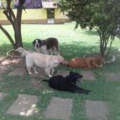 Creche Pet