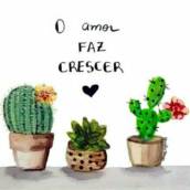 Suculentas para lembrancinhas