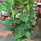Venda de mudas de Ficus Lyrata em Itapetininga