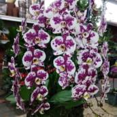 Venda de Orquídea Phalaenopsis em Itapetininga