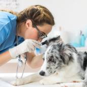 Clínica Veterinária