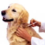Vacinas Pet