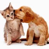 Castração de cães e gatos