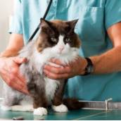 Consulta para Gatos