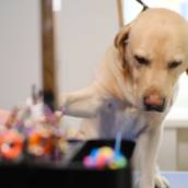Brinquedos Interativos para Cães e Gatos em Bauru