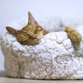 Caminha para Cães e Gatos