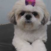 Pet Shop 