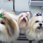 Pet Shop 