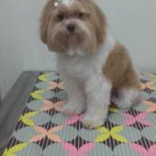 Pet Shop 