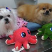 Pet Shop 