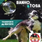 Banho e Tosa 