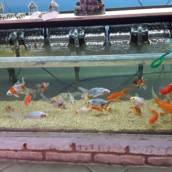 Peixes em geral