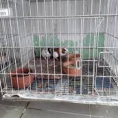 Hamster