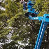 Serviço de poda de arvore em Bauru