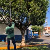 Serviço de poda de arvore em Bauru