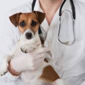 Consulta com veterinário 