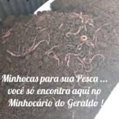Minhocas