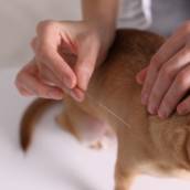 Acupuntura