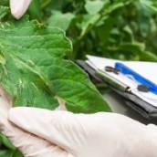 Curso de Agronegócio