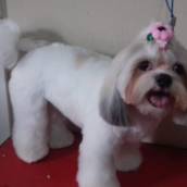 Tosa Bebê em Shih Tzu - Estilo Fofo e Elegante em Lençóis Paulista/SP