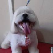 Tosa Bebê - Visual Fofo e Cuidadoso para Seu Pet em Lençóis Paulista/SP