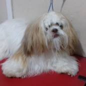 Antes e Depois da Tosa Bebê - Transforme o Visual do Seu Pet em Lençóis Paulista/SP