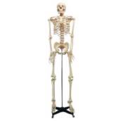 ESQUELETO 168CM FLEXÍVEL COM SUPORTE TGD-0101-B - ANATOMIC