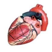 CORAÇÃO HUMANO 3 PARTES AMPLIADO EM 3X TZJ0321B - ANATOMIC