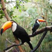 Táxi para Parque das Aves