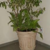 Vaso