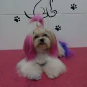 Coloração